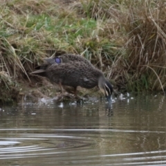 Anas superciliosa (Pacific Black Duck) at Jerrabomberra, NSW - 1 Jul 2021 by RodDeb
