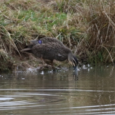 Anas superciliosa (Pacific Black Duck) at QPRC LGA - 1 Jul 2021 by RodDeb