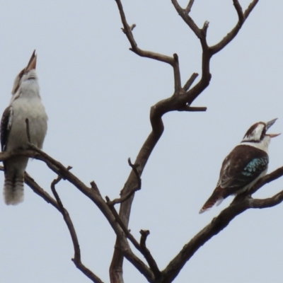 Dacelo novaeguineae (Laughing Kookaburra) at Jerrabomberra, NSW - 1 Jul 2021 by RodDeb