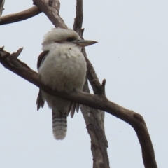 Dacelo novaeguineae at Jerrabomberra, NSW - 1 Jul 2021 01:29 PM