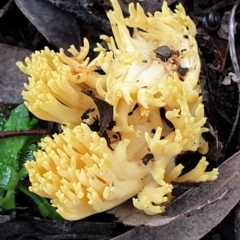 Ramaria sp. (A Coral fungus) at Cook, ACT - 1 Jul 2021 by drakes