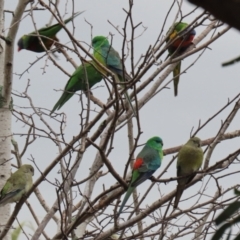 Psephotus haematonotus (Red-rumped Parrot) at Jerrabomberra, NSW - 1 Jul 2021 by RodDeb