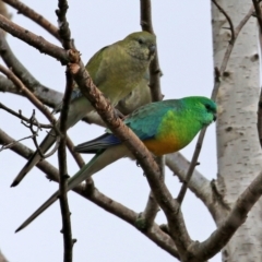 Psephotus haematonotus at Jerrabomberra, NSW - 1 Jul 2021