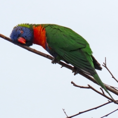 Trichoglossus moluccanus (Rainbow Lorikeet) at Jerrabomberra, NSW - 1 Jul 2021 by RodDeb