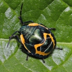 Scutiphora pedicellata (Metallic Jewel Bug) at Acton, ACT - 18 Apr 2021 by TimL