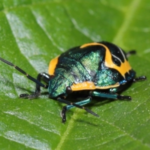 Scutiphora pedicellata at Acton, ACT - 19 Apr 2021