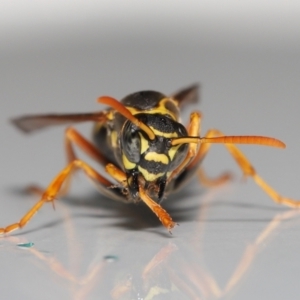 Polistes (Polistes) chinensis at Evatt, ACT - 2 May 2021 04:42 PM