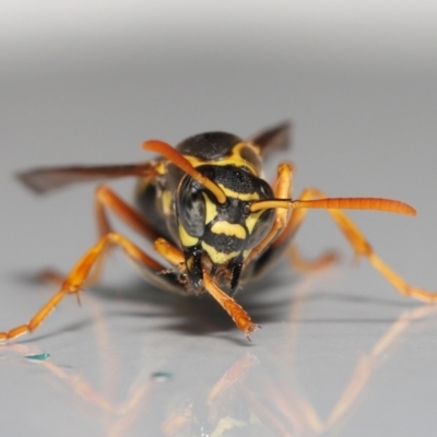 Polistes (Polistes) chinensis (Asian paper wasp) at Evatt, ACT - 2 May 2021 by TimL