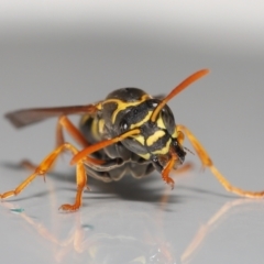 Polistes (Polistes) chinensis at Evatt, ACT - 2 May 2021 04:42 PM