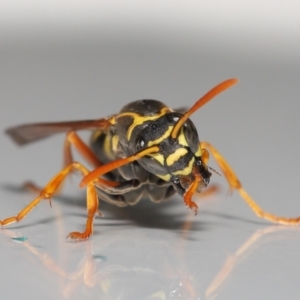 Polistes (Polistes) chinensis at Evatt, ACT - 2 May 2021 04:42 PM