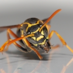 Polistes (Polistes) chinensis at Evatt, ACT - 2 May 2021