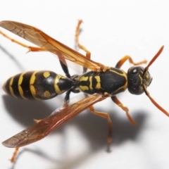 Polistes (Polistes) chinensis at Evatt, ACT - 2 May 2021 04:42 PM