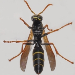 Polistes (Polistes) chinensis at Evatt, ACT - 2 May 2021