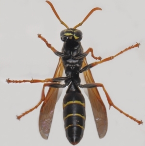 Polistes (Polistes) chinensis at Evatt, ACT - 2 May 2021 04:42 PM