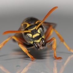 Polistes (Polistes) chinensis (Asian paper wasp) at Evatt, ACT - 2 May 2021 by TimL