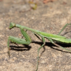 Orthodera ministralis (Green Mantid) at ANBG - 25 Apr 2021 by TimL