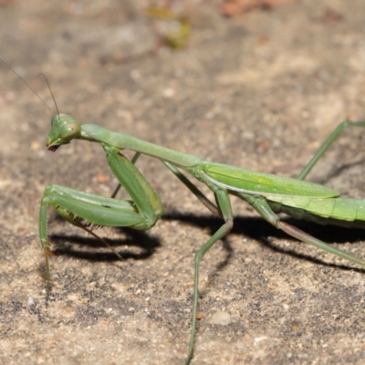 Orthodera ministralis (Green Mantid) at Acton, ACT - 25 Apr 2021 by TimL