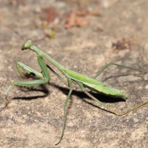 Orthodera ministralis at Acton, ACT - 25 Apr 2021