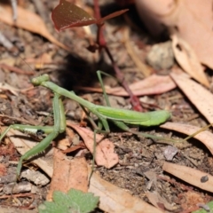 Orthodera ministralis at Acton, ACT - 25 Apr 2021 11:47 AM