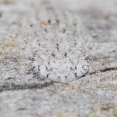 Ledromorpha planirostris (A leafhopper) at Acton, ACT - 29 Jun 2021 by TimL