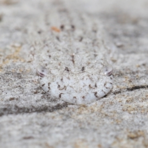 Ledromorpha planirostris at Acton, ACT - 29 Jun 2021