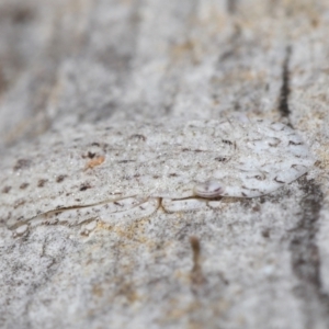 Ledromorpha planirostris at Acton, ACT - 29 Jun 2021