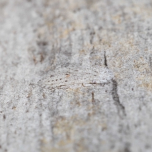 Ledromorpha planirostris at Acton, ACT - 29 Jun 2021