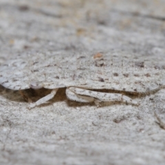 Ledromorpha planirostris at Acton, ACT - 29 Jun 2021