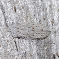 Ledromorpha planirostris at Acton, ACT - 29 Jun 2021