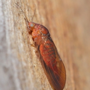 Psyllidae sp. (family) at Acton, ACT - 29 Jun 2021 11:40 AM