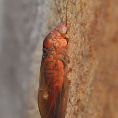 Psyllidae sp. (family) at Acton, ACT - 29 Jun 2021 11:40 AM