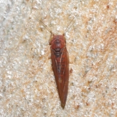 Psyllidae sp. (family) at Acton, ACT - 29 Jun 2021