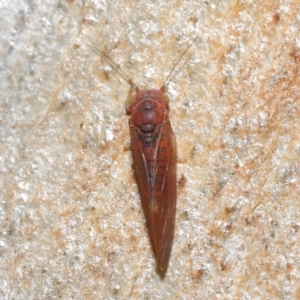 Psyllidae sp. (family) at Acton, ACT - 29 Jun 2021