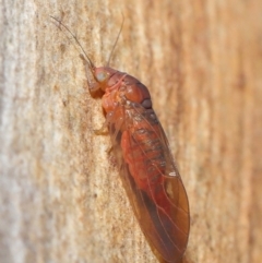 Psyllidae sp. (family) at Acton, ACT - 29 Jun 2021 11:40 AM