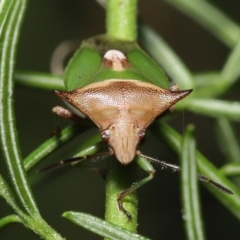 Cuspicona sp. (genus) (Shield bug) at Downer, ACT - 18 Apr 2021 by TimL