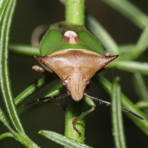 Cuspicona sp. (genus) at Downer, ACT - 19 Apr 2021