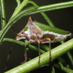 Cuspicona sp. (genus) at Downer, ACT - 19 Apr 2021