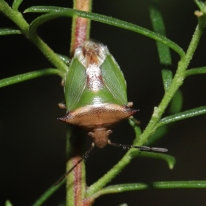 Cuspicona sp. (genus) at Downer, ACT - 19 Apr 2021