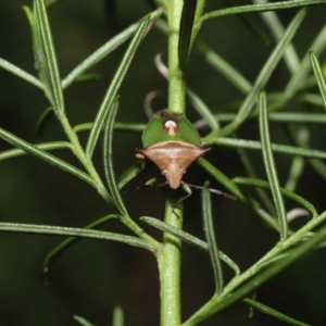 Cuspicona sp. (genus) at Downer, ACT - 19 Apr 2021