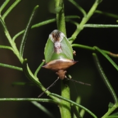 Cuspicona sp. (genus) at Downer, ACT - 19 Apr 2021