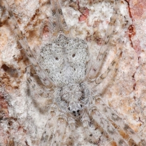 Tamopsis sp. (genus) at Acton, ACT - 29 Jun 2021