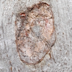 Tamopsis sp. (genus) at Acton, ACT - 29 Jun 2021