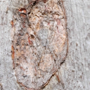 Tamopsis sp. (genus) at Acton, ACT - 29 Jun 2021 11:43 AM