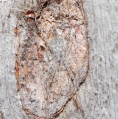 Tamopsis sp. (genus) at Acton, ACT - 29 Jun 2021