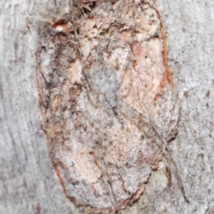 Tamopsis sp. (genus) at Acton, ACT - 29 Jun 2021 11:43 AM