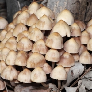 Mycena 'clarkeana group' at Acton, ACT - 29 Jun 2021