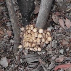 Mycena 'clarkeana group' at Acton, ACT - 29 Jun 2021