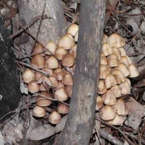 Mycena 'clarkeana group' at Acton, ACT - 29 Jun 2021