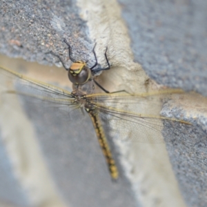 Anax papuensis at Wamboin, NSW - 7 Feb 2021