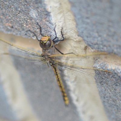 Anax papuensis (Australian Emperor) at Wamboin, NSW - 7 Feb 2021 by natureguy